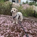 장순농장 | 입양 보낸 임보견의 죽음.. 그 뒤에 찾아온 새 가족