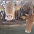 친환경화식농장 이미지