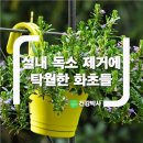 화초 - 동구 | 화초
