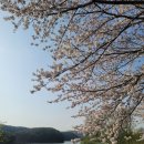 아페시스 Daum카페