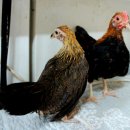 게임잉글리쉬 이미지