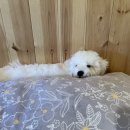 뽀송이네 목욕탕 이미지