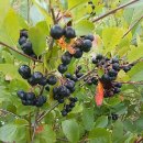 일출농장 이미지