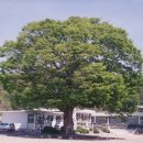 자란초등학교 이미지