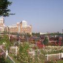 조선대학교 장미원 이미지
