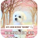 수완지구 애견샵 | 비숑프리제 다리 남기고 6mm 스포팅 스타일 미용 후기
