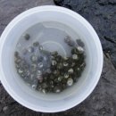 물안해수욕장 이미지