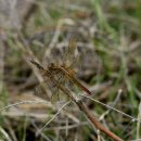 고추잠자리 이미지