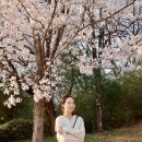 세븐일레븐 | 강릉 벚꽃 명소: 활짝 만개한 남산공원