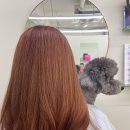 견살롱 | ㅇㅐ견동반 가능한 미용실에서 탈색염색 후기, 반려인 추천