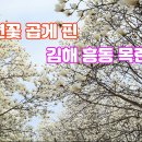 목련숲