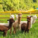 평화목장 이미지