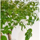 해피트리 이미지