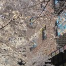 광교카페거리 이미지