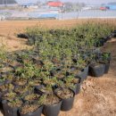 이도농장 이미지