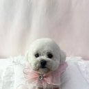 비비펫 살롱 이미지