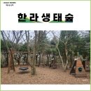 제주 트레킹 한라생태숲 입장시간, 주차, 유아숲체험, 전망대