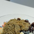 카페요아정대전 - 유성구 유성대로 1744-1 | 카페요아정대전