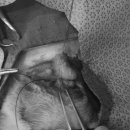 메리 동물병원 이미지