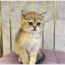 도그마루 고양이 강아지 무료분양 이미지