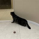 닥터서동물심장병원 이미지