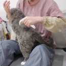 고양이무마취미용 묘갱살롱 이미지