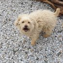 임곡초교 이미지