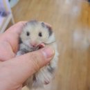 미니펫스토리 이미지