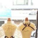 강실장펫살롱 이미지