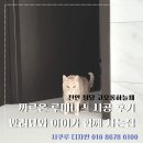 청당하늘채어린이집 | 천안 청당 코오롱하늘채 반려묘 고양이와 아이 위한 매트 시공 후기