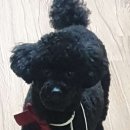 상아지네 이미지