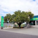 동읍농협자여지점 | 창원 송정리 회화나무