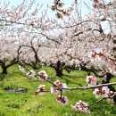 대한꽃농원 이미지