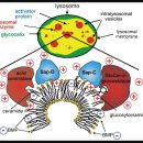 Re:Principles of lysosomal membrane degradation: Cellular topology and biochemistry of lysosomal lipid degradation 이미지