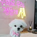 꽃다비펫 이미지