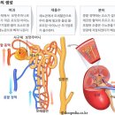 소변을 자주 보는 진짜 이유 이미지