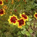 개화산 미타사 앞 이미지