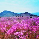 비슬산휴양림주차장 이미지