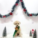 견생의하루 펫살롱 일산본점 이미지