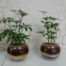 부천신흥초등학교 이미지