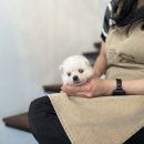 송도강아지분양 덕분에 만난 우리 복돌이