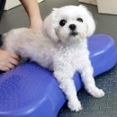 두암동물병원 이미지