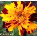 조양강 민박 이미지