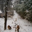 꽃분이PC 이미지