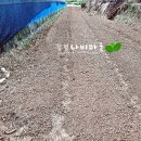 옹진해머금 이미지