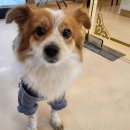 도그마루 강아지고양이 의정부노원점 이미지