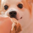 다시사랑받개 이미지