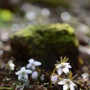 삼신약품 이미지