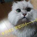 윤하정아구찜 이미지
