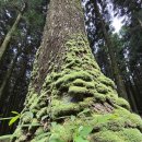 드림힐 | 제주암요양병원 드림힐 네이쳐테라피 힐링 후기